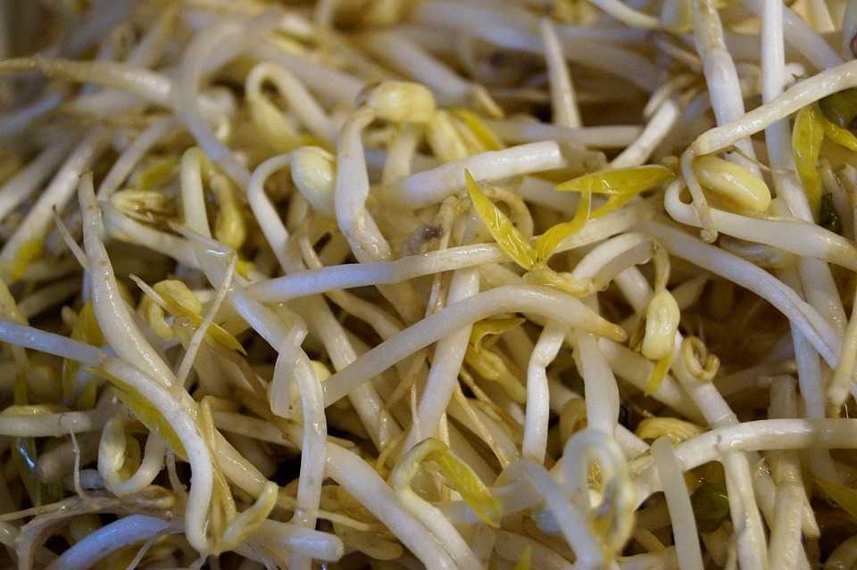 節約料理おすすめ食品② 特売野菜の王様「もやし」
