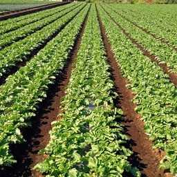 関西電力の農事用電力（かんがい排水用）